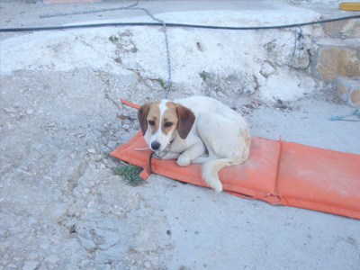 Προς υιοθεσία ημιαιμο κυνηγόσκυλο